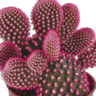 Cactus Colourz variado Pote 06