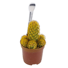 Cactus Colourz variado Pote 06