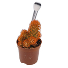 Cactus Colourz variado Pote 06