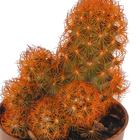 Cactus Colourz variado Pote 06