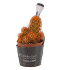 Cactus Colourz variado Pote 06