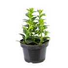 Cactus Columnea Peixinho