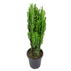Cactus Euphorbia Trigona P24