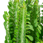 Cactus Euphorbia Trigona P24