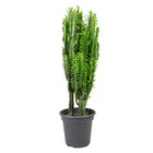 Cactus Euphorbia Trigona P24