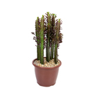 Cactus Euphorbia Trigona Pote 24