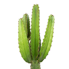 Cactus Mandacaru P24