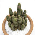 Cactus Raiz Propria Vaso Barro Cuia32