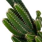 Cactus Torre Pote 20