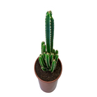 Cactus Torre Pote 20