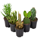 Cactus Variado Pote 12 Manaka