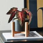 Caixa Com 20 Plantas De Singônio Artificial – Revestimento Pe