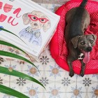 Caixa Organizadora Média Cachorro - Dello - Estampado