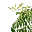 Cajá Anão Spondias Cythera Planta Natural