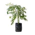 Cajá Anão Spondias Cythera Planta Natural