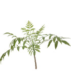 Cajá Manga Spondias dulcis Planta Natural