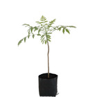 Cajá Manga Spondias dulcis Planta Natural