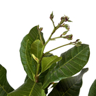 Cajú Anacardium occidentale Planta Natural