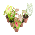 Caladium P15