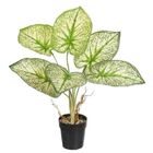 CALADIUM VARIADO P24
