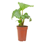 Calathea Orbifolia P12