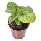 Calathea Orbifolia P12