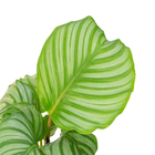 Calathea Orbifolia P12