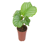 Calathea Orbifolia P12