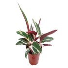 Calathea Trialstar P12