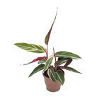 Calathea Trialstar P12