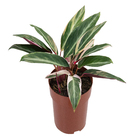 Calathea Trialstar P17