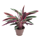 Calathea Trialstar P17