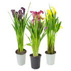 Calla Zantedeschia Pote 14 Planta Natural