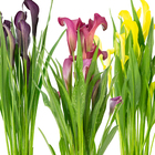 Calla Zantedeschia Pote 14 Planta Natural