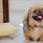 Cama Acrílica Design Loungers ´u´ Tam. Grande (50x60cm)