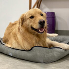 Cama Caminha Para Cachorro Pet 50x50 Lavavel Preto P Suede