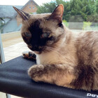 Cama De Janela P/ Gatos Suspensa De Ventosas