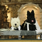 Cama Espreguiçadeira Couch - Tam. Grande (80x80)cm