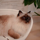 Cama Siesta Deluxe De Plástico Ferplast