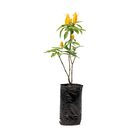 Camarão Amarelo Pachystachys Lutea Médio Planta Natural