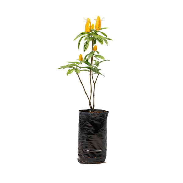 Camarão Amarelo Pachystachys Lutea Médio Planta Natural