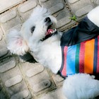 Camisa Pet Listrada Roupa Proteção Solar Camiseta Cachorro Ta