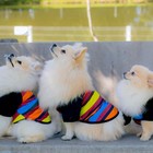 Camisa Pet Listrada Roupa Proteção Solar Camiseta Cachorro Ta