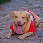 Camiseta Para Cachorro Camisa Pet Roupa Proteção Solar Dog Ta