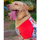 Camiseta Para Cachorro Camisa Pet Roupa Proteção Solar Dog Ta