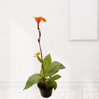 Cana Indica 17cm Sortida Pote 17 Planta Natural