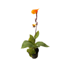 Cana Indica 17cm Sortida Pote 17 Planta Natural