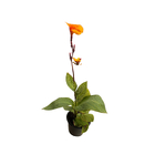 Cana Indica 17cm Sortida Pote 17 Planta Natural
