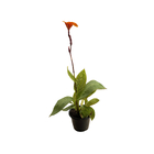 Cana Indica 17cm Sortida Pote 17 Planta Natural
