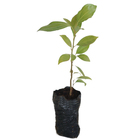 Canela Cinnamomum Verum Planta Natural
